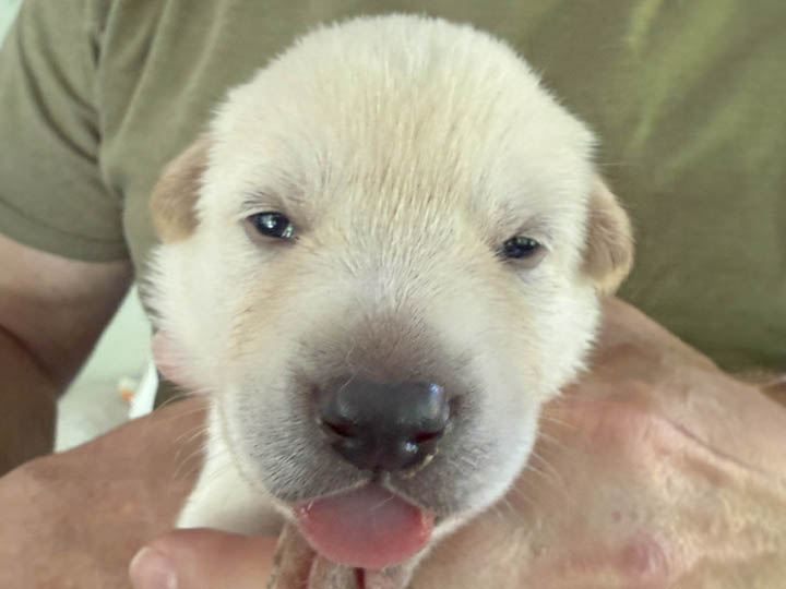 chinook puppy